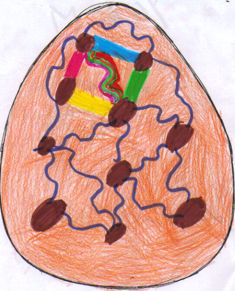 Phoenix Egg